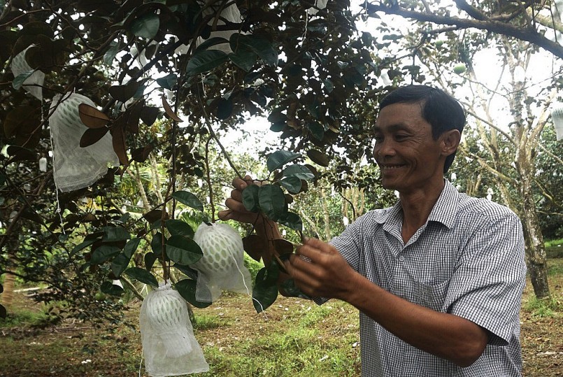 Anh Trần Văn Phương, giám đốc HTX nông nghiệp Xóm Đồng 2, tại khu vườn vú sữa bơ hồng.