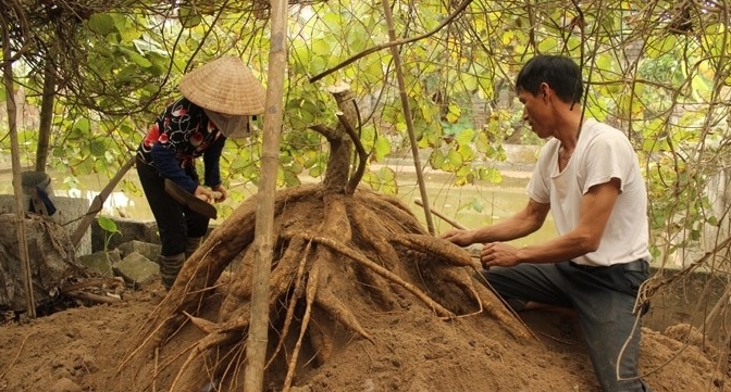Nông dân thị xã Kinh Môn (Hải Dương) thu hoạch sắn dây