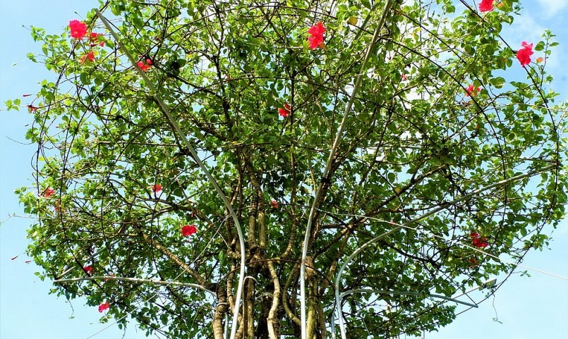 Cây hoa dâm bụt 60 năm tuổi được tạo dáng bonsai rất đẹp mắt.