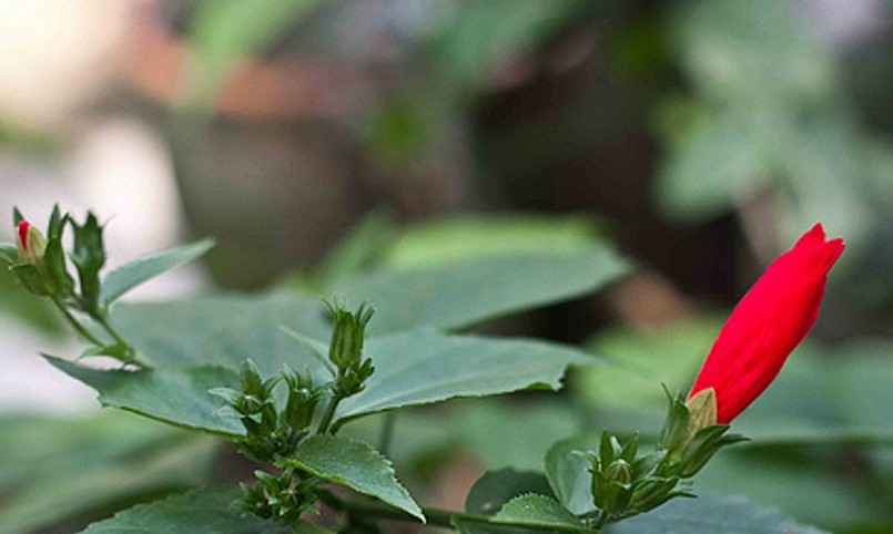 Cây hoa dâm bụt rất phổ biến ở Việt Nam và thường mọc hoang ở bờ rào.