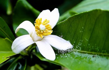 Loài hoa trắng tinh thơm ngát vào mùa, ở quê xin đâu cũng được, lên thành phố thành hàng xa xỉ gần 500.000/kg