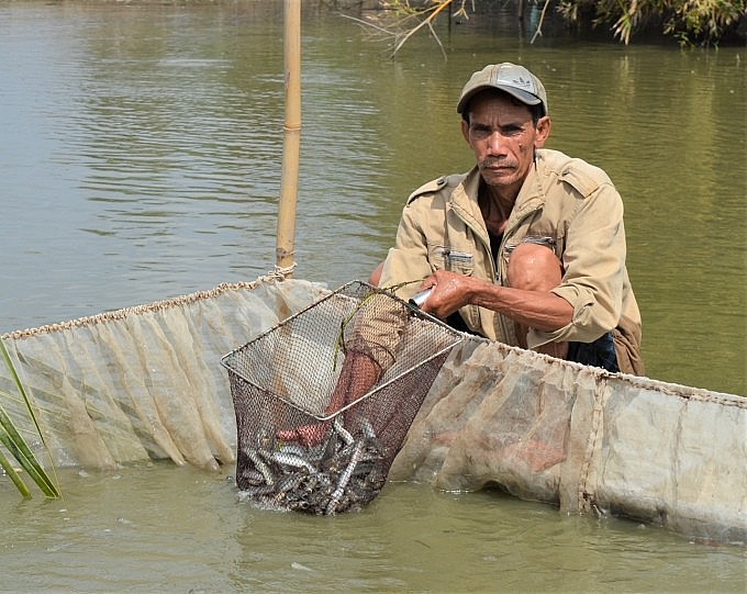Nông dân xã Tân Thành thu hoạch cá kèo thương phẩm. Ảnh: An Minh