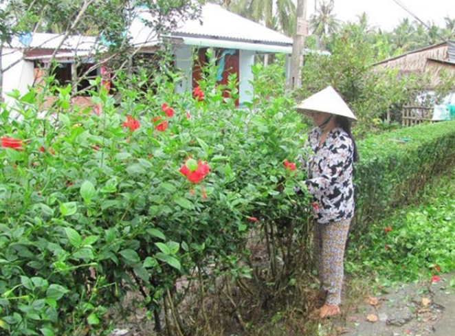 Loại cây xưa chỉ trồng làm hàng rào, nay là đặc sản nức tiếng có tiền cũng khó mua