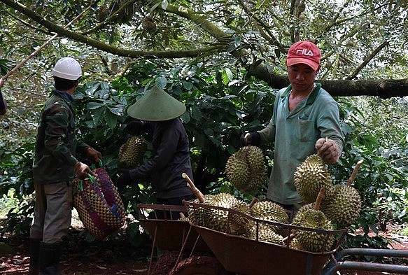 Do giá sầu riêng tăng cao, nhiều địa phương ở Tây Nguyên người dân ồ ạt chặt tiêu để trồng sầu riêng.
