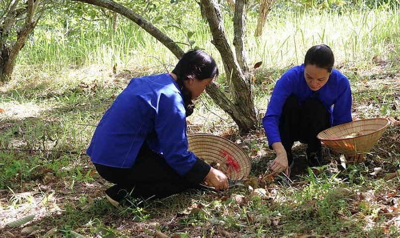 Mùa này, những cây dẻ tại xã Quảng Lạc (TP.Lạng Sơn, tỉnh Lạng Sơn) bắt đầu cho thu hoạch trái vụ.