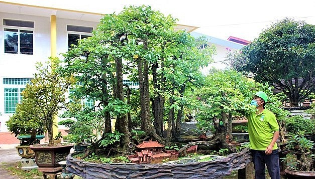 Sau 3 năm kỳ công, ông Sanh đã biến cây khế cổ thụ 19 thân trở thành một tác phẩm nghệ thuật hiếm có tại Đắk Lắk