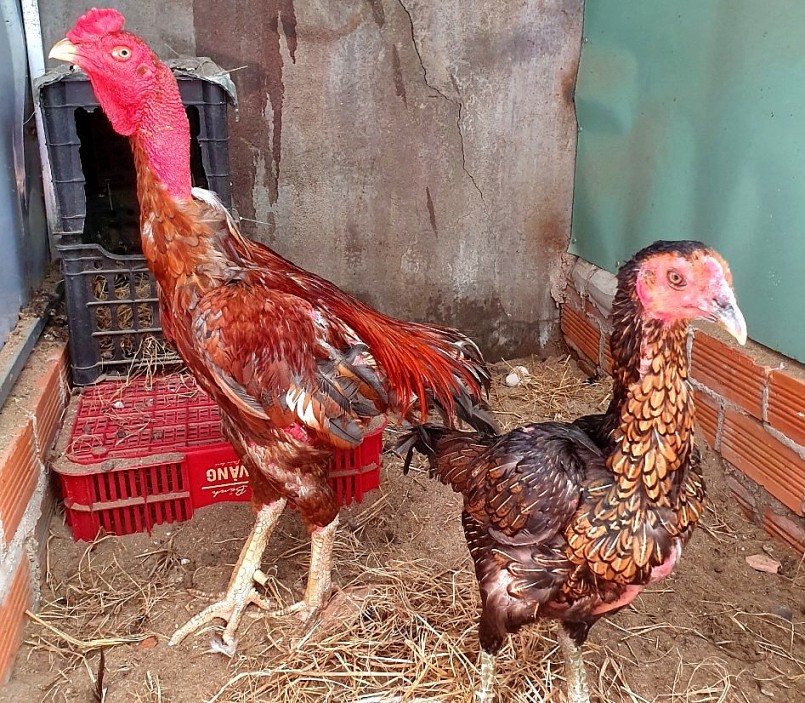 Phạm Thanh Việt ra sức bảo tồn và phát triển những giống gà nói quý hiếm.
