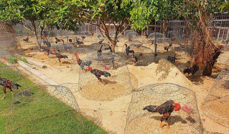Trang trại Ba Bảo Farm hay Trại gà nòi Ba Bảo Bình Định là một trong những trại gà chọi lớn nhất Việt Nam hiện nay