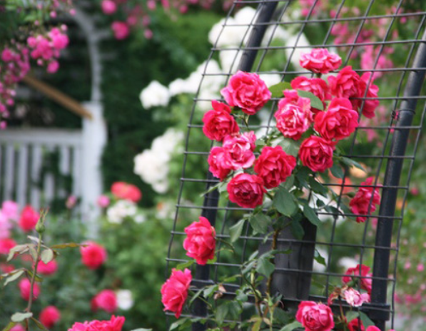 Ban công đẹp mê ly với cách trồng hồng leo đơn giản, quanh năm ngát hương