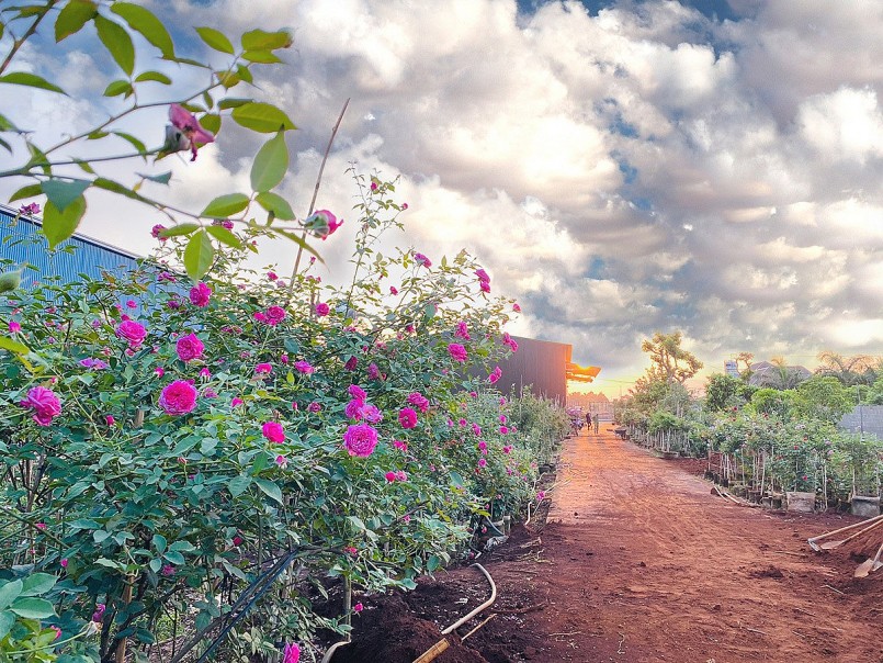 Vườn hồng đẹp mê mẩn của Việt Anh