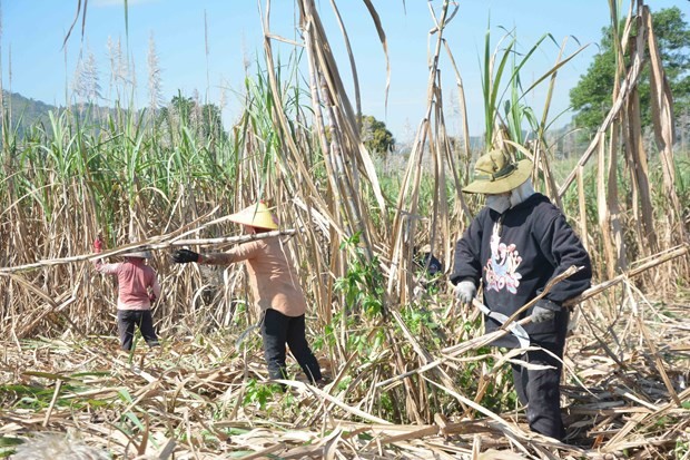 Người dân Đắk Lắk hói hả thu hoạch mía