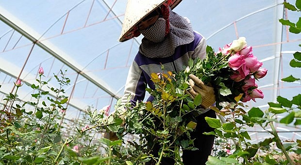 Người dân Lâm Đồng thu hoạch hoa hồng. Ảnh: TTXVN
