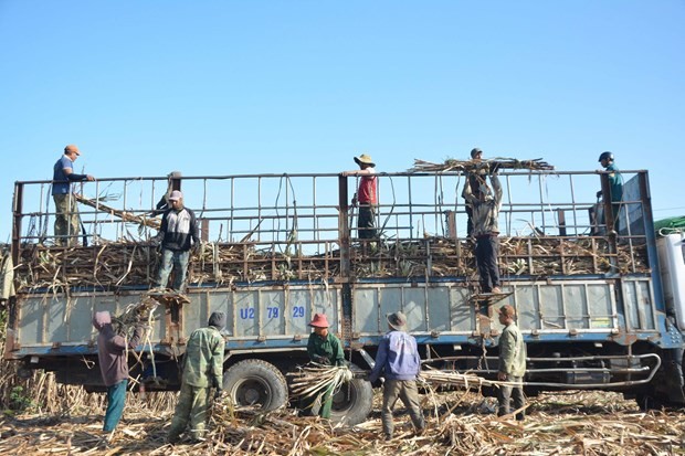 Giá mía bình ổn, nông dân Đắk Lắk phấn khởi thu hoạch và tranh thủ trồng vụ mùa mới