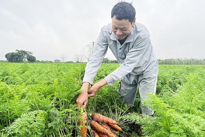 Ông Phạm Văn Tới miệt mài đưa cây cà rốt đi khắp nơi chinh phục ruộng hoang.
