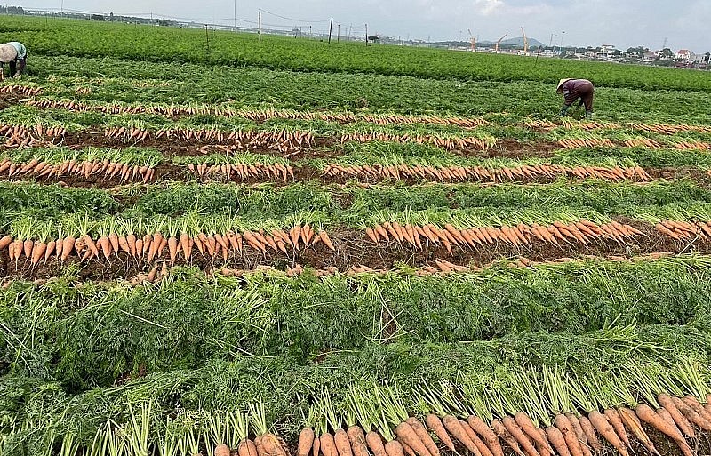 Cây cà rốt trở thành cây chủ lực mở cơ hội làm giàu cho nhiều nông dân ở Hải Dương.