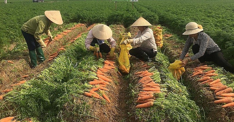 Người dân thu hoạch vụ cà rốt năm 2022.