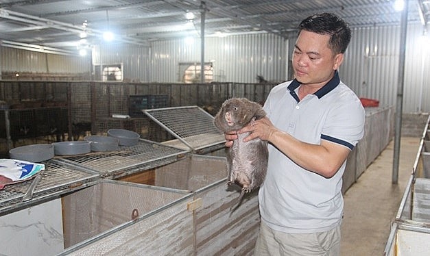 Theo anh Hùng, chăn nuôi động vật hoang dã nói chung và loài dúi nói riêng phải đảm bảo nguồn gốc hợp pháp.