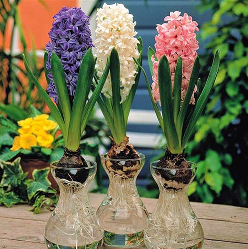 3 types of flowers grown from bulbs, relatively easy to grow, beautiful blooms