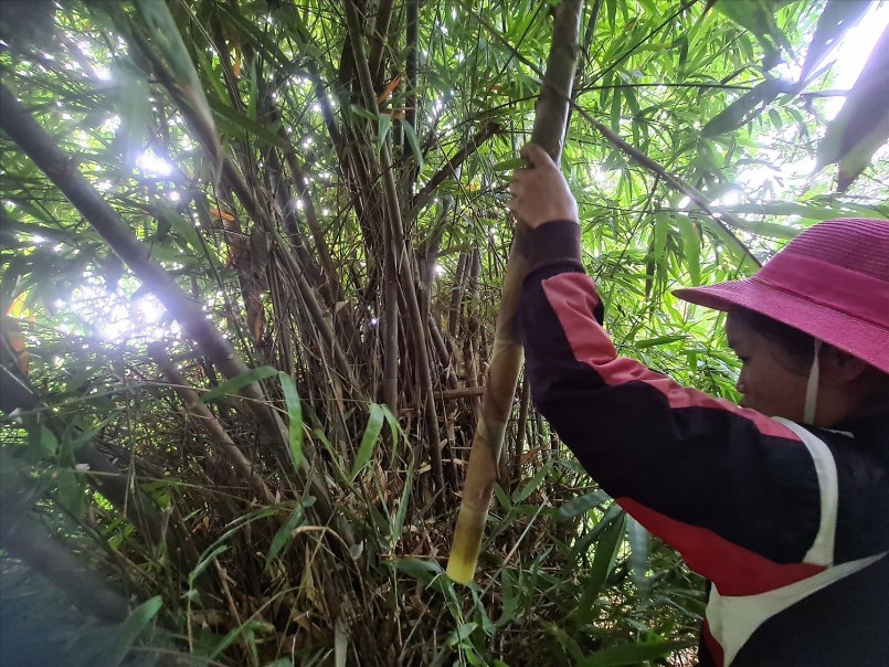 “Măng khô rừng Cà Roòng”, sản phẩm OCOP 3 sao của người Vân Kiều