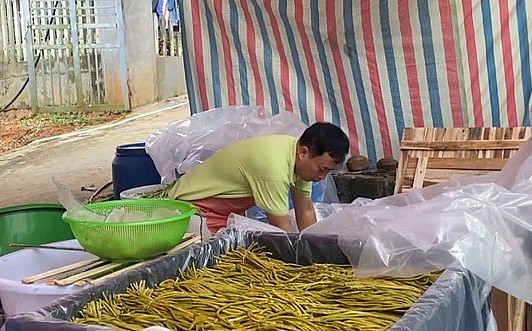 Sản phẩm đậu đũa ngâm muối đã được xuất khẩu sang thị trường Nhật Bản.
