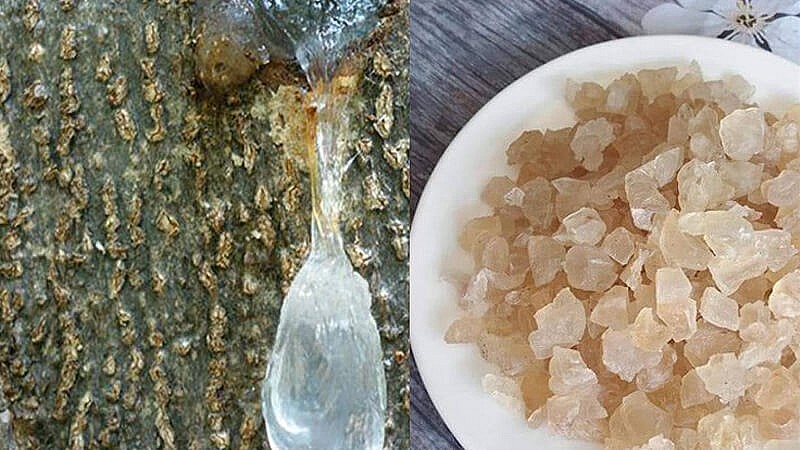 Tuyết yến được lấy từ nhựa cây tuyết yến
