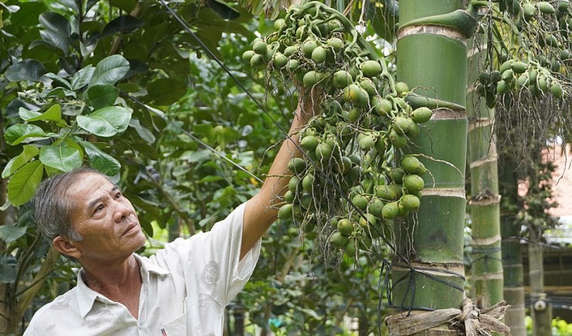 Ông Nguyễn Ngọc Tần là người trồng cau nổi tiếng ở xã Mỹ Tịnh An, Chợ Gạo, mỗi tháng lãi hơn 40 triệu đồng.