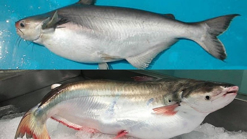 Loài cá bị nhầm là cá hú, xưa ít người ăn, nay thành đặc sản giá nửa triệu/kg vẫn tranh nhau mua