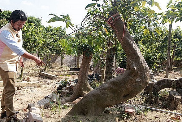 Anh Phan Hoàng (ngụ tại Đông Triều, tỉnh Quảng Ninh) sở hữu vườn mai vàng cổ thụ quý hiếm với hơn 200 chậu cây.