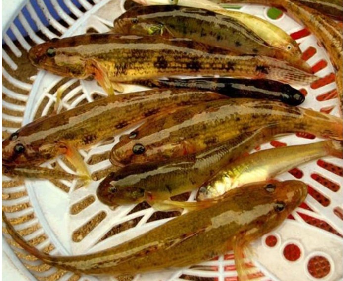 Đem loài cá này đi vùi tro nóng thành đặc sản mang hương vị cực độc đáo, ăn ngon quên lối về