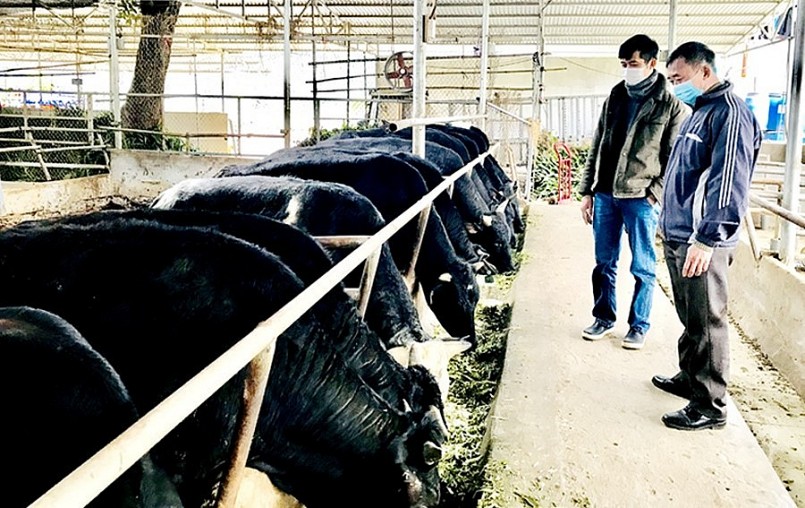 Trại nuôi 120 con bò khổng lồ 3B của anh Cát.