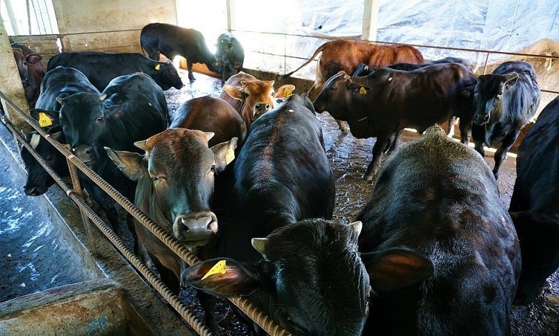 Bò 3B là giống cao sản, nuôi không khó bởi có sức đề kháng cao, phàm ăn nên sản lượng thịt rất cao, bò tăng trưởng nhanh. 