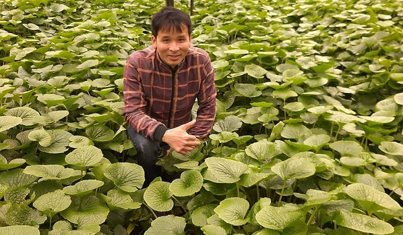Chủ nhân của vườn wasabi bạc tỷ là anh Nguyễn Văn Tuyển ở Đà Lạt (Lâm Đồng). (Ảnh NVCC)
