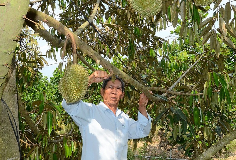 Tỉnh Tiền Giang hiện có tổng diện tích cây sầu riêng trên 17.600ha.