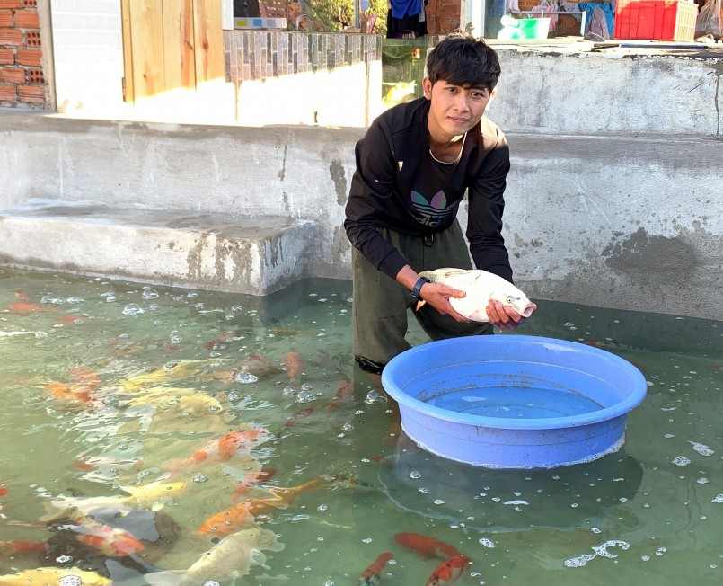 Bể nuôi cá Koi của Phạm Thế Hùng ở xã Cư Né (huyện Krông Búk)