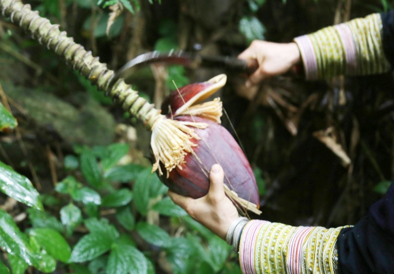 Hoa chuối rừng vốn là nguyên liệu chế biến món ăn dân dã