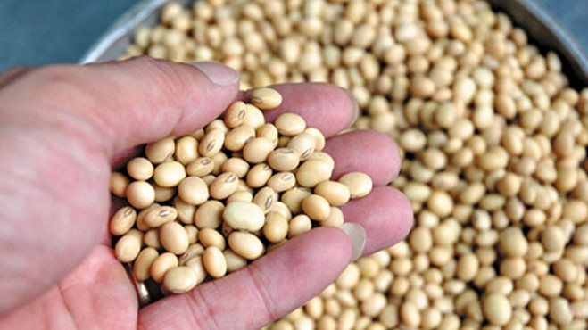 Kim ngạch nhập khẩu đậu tương tháng 1/2023 giảm 59%