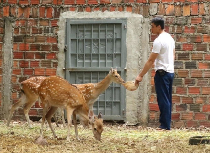 Với mục đích phát triển kinh tế, anh Tuấn bắt tay vào nuôi hươu từ năm 2018