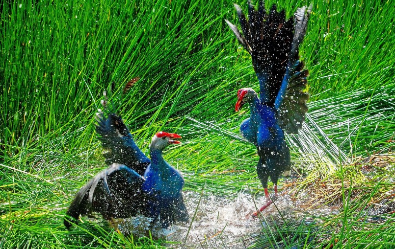 Chim trích cồ quý hiếm sống hoan dã ở rừng ngập mặn Cà Mau 