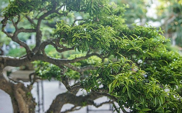 Mai chiếu thủy bonsai được ưa thích bởi những gốc mai uy nghiêm, tán rộng và hoa trắng điểm xuyến. 