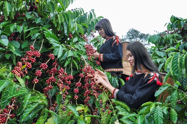 Lễ hội Cà phê Buôn Ma Thuột lần thứ 8 năm 2023: Kết nối để phát triển trong và ngoài nước