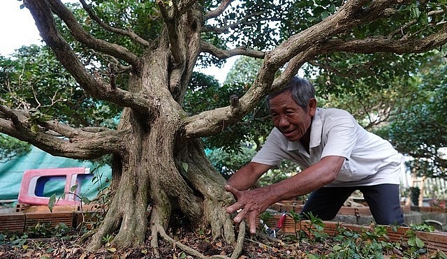 Lão nông Nguyễn Văn Dành sở hữu 15 cây nguyệt quế siêu khủng trị giá tiền tỷ.