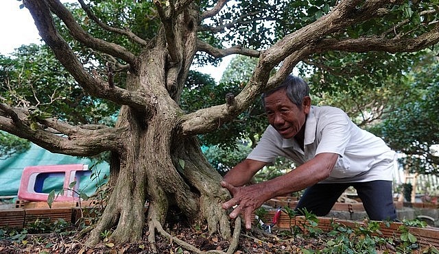 Kiệt tác nguyệt quế lộ dáng giữa nghìn cây cảnh của lão nông Tây Đô, giá tiền tỷ khủng cỡ nào? Kiệt Tác Nguyệt Quế Lộ Dáng Giữa Nghìn Cây Cảnh Của Lão Nông Tây Đô, Giá Tiền Tỷ Khủng Cỡ Nào?