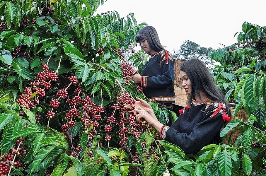 Lễ hội Cà phê Buôn Ma Thuột lần thứ 8 năm 2023: Kết nối để phát triển trong và ngoài nước