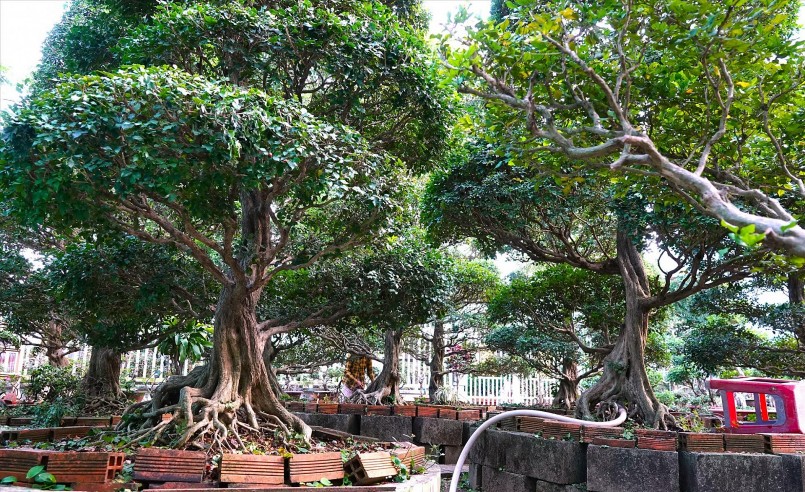 Trong khu vườn kiểng của ông Dành, có 15 cây nguyệt quế từ 30 - 50 tuổi.
