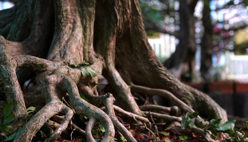 Những cây nguyệt quế mà ông Dành mất hơn 30 năm kỳ công tạo tác, uốn tỉa thành tuyệt tác.