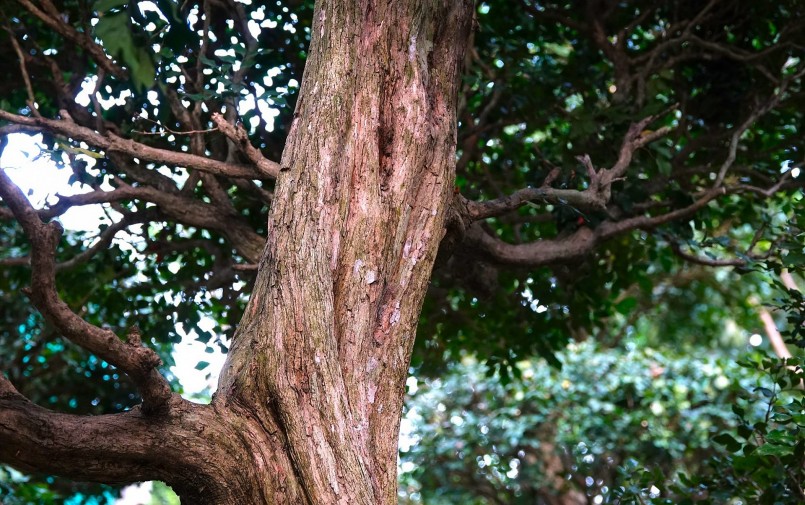 Hầu hết những cây nguyệt quế trong vườn được định giá trên 100 triệu đồng/cây.