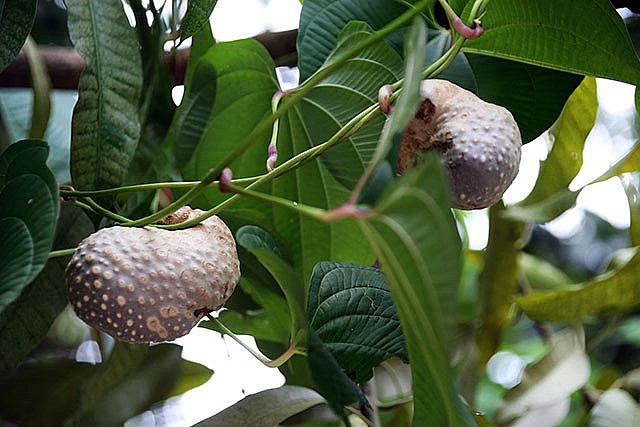 Giống khoai tây lạ chỉ thích leo giàn mọc củ trên thân, mùi vị kinh hồn không phải ai cũng dám thử