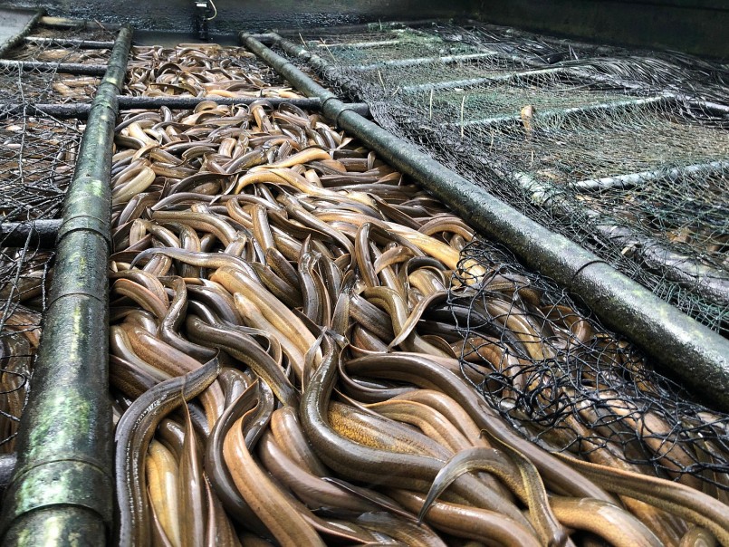 Lươn có giá trị dinh dưỡng cao