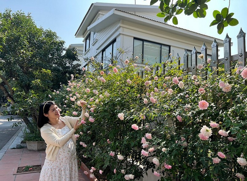 Ngôi nhà hoa hồng ngát hương thơm thành quả của niềm đam mê và sự kiên trì của chị Nguyễn Phượng.