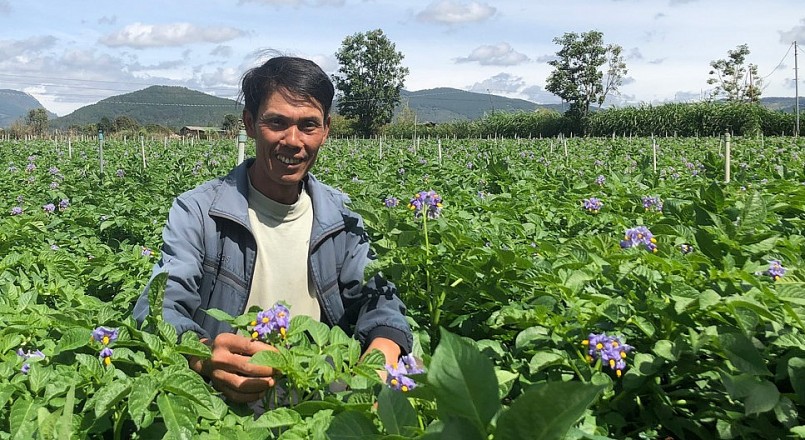 Anh Dương Ngọc Vượng tham gia liên kết trồng 3ha khoai tây hoa tím thu tiền tỷ mỗi vụ.